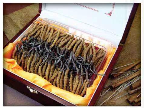 合水冬虫夏草回收